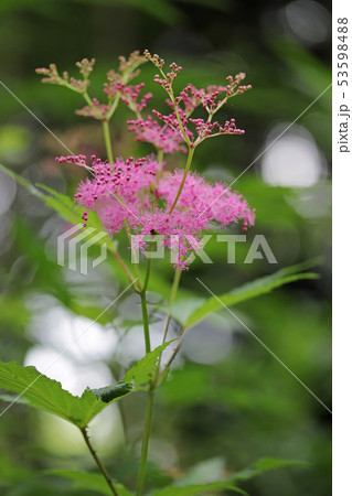 キョウカノコの花 53598488