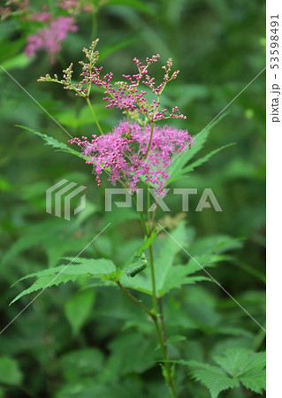 キョウカノコの花 キョウカノコの花 53598491