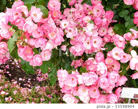 山口宇部空港の薔薇苑に咲くアンジェラ 山口宇部空港の薔薇苑に咲くアンジェラ 53598904