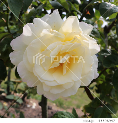 ガーデンパーティー 53598947