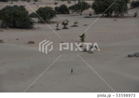 インドのラジャスタン州のジャイサルメール　クーリー村の砂丘を歩く野良犬　 53598973