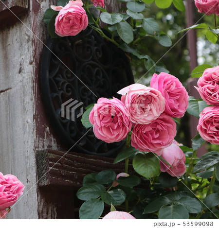 ピンクのバラ 53599098