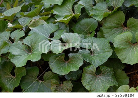 ツワブキ 53599184