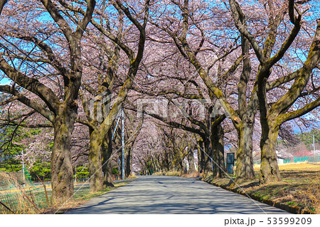 ■ 眞原桜並木 ■ 桜満開 ■ 山梨県 北杜市 武川町 眞原 ■ 眞原桜並木 ■ 桜満開 ■ 山梨県 北杜市 武川町 眞原 53599209