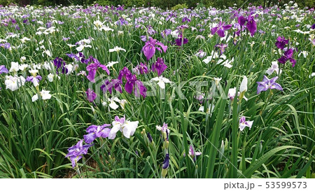 色とりどりの花菖蒲 53599573