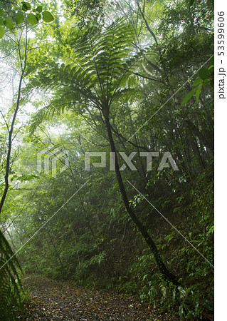奄美大島 金作原原生林 奄美大島 金作原原生林 53599606