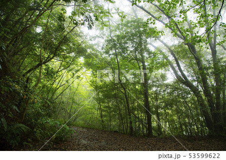 奄美大島 金作原原生林 奄美大島 金作原原生林 53599622