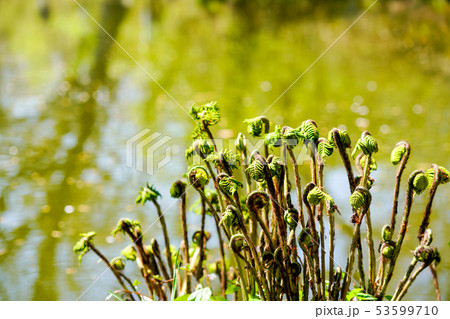 こごみ（山菜）　クサソテツ 53599710