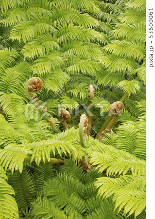 高知山展望所にあるヒカゲヘゴの木 53600061