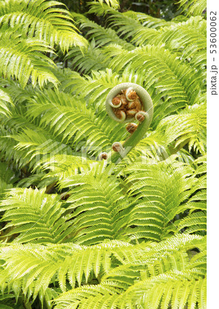 高知山展望所にあるヒカゲヘゴの木 53600062