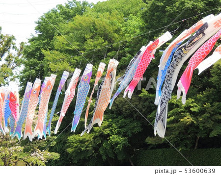 埼玉県川口市グリーンセンターのこいのぼり 53600639