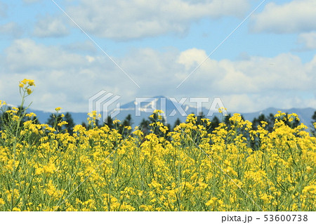 菜の花　雪山と 53600738