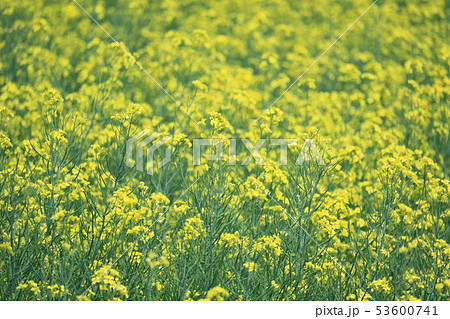 菜の花の風景 53600741