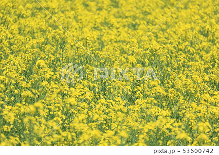 菜の花　アップ 53600742