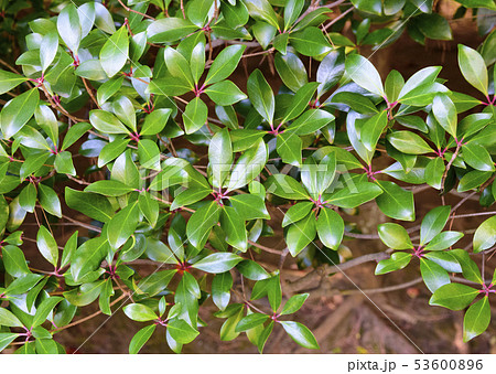 殿ヶ谷戸庭園のモッコク（東京都国分寺市） 53600896