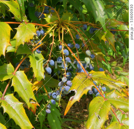 ヒイラギナンテンの実 53600930