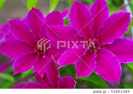 テッセンの花の写真素材 テッセンの花の写真素材