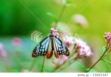 Blue butterfly perched on a flower Blue butterfly perched on a flower 53602387