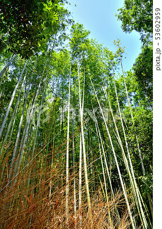 京都嵐山竹林 京都嵐山竹林 53602959