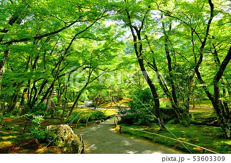 京都嵐山宝厳院の新緑 京都嵐山宝厳院の新緑 53603309