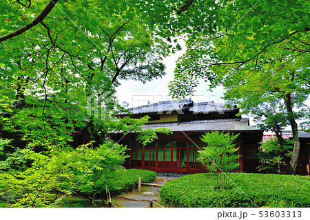 京都嵐山宝厳院の新緑 京都嵐山宝厳院の新緑 53603313