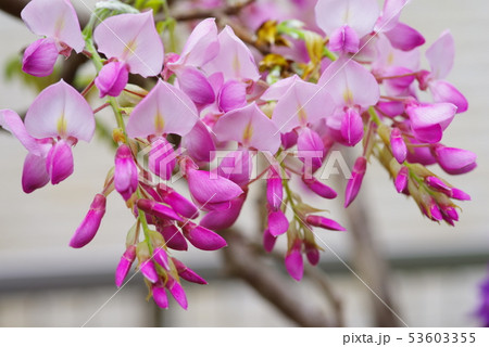 艶やかな桃色に色づく藤の花 艶やかな桃色に色づく藤の花 53603355