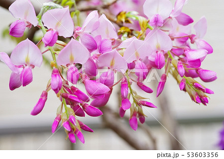 艶やかな桃色に色づく藤の花 艶やかな桃色に色づく藤の花 53603356