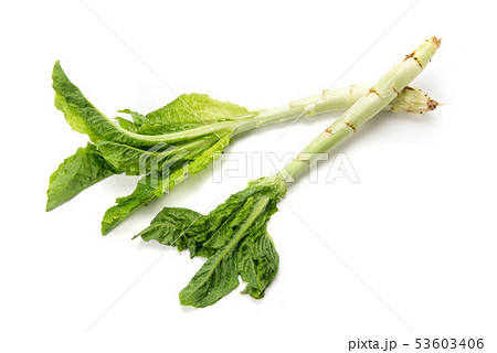 茎レタス 53603406
