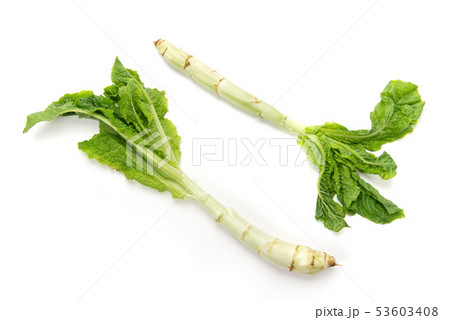 茎レタス 茎レタス 53603408