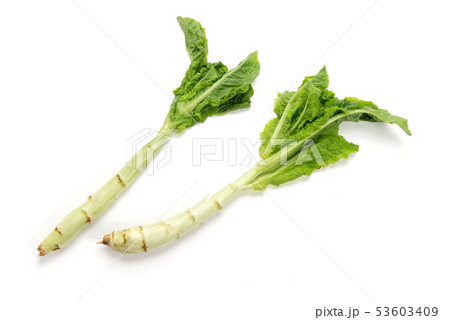 茎レタス 53603409