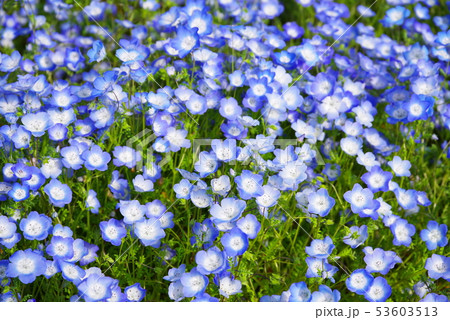 ネモフィラの花 53603513