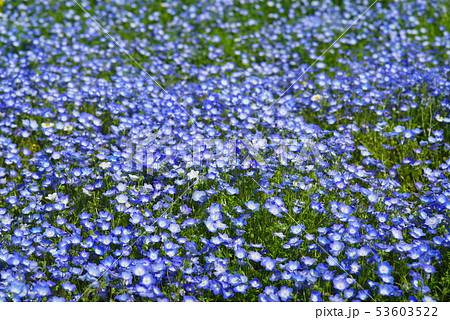 ネモフィラの花 53603522