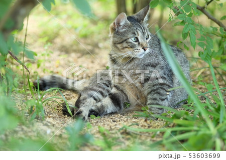 見つける猫 見つける猫 53603699
