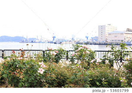 ヴェルニー公園(初夏) ヴェルニー公園(初夏) 53603799