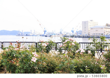ヴェルニー公園(初夏) ヴェルニー公園(初夏) 53603800