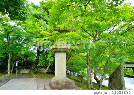 京都嵐山天龍寺の新緑 53603859