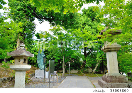 京都嵐山天龍寺の新緑 53603860