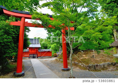京都嵐山天龍寺の新緑 53603861