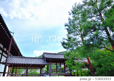京都嵐山天龍寺の新緑 京都嵐山天龍寺の新緑 53603933