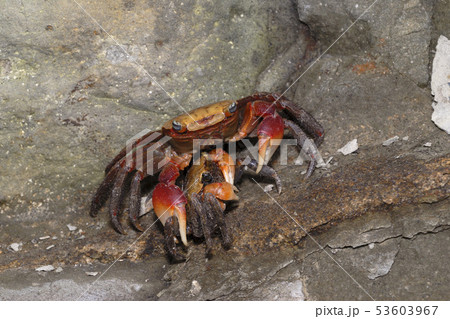 アカテガニのカップル 53603967