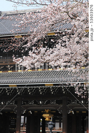 東本願寺前の桜 53603976