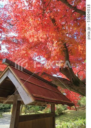 万博記念公園～汎庵・万里庵の紅葉～ 53604018