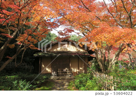 万博記念公園～汎庵・万里庵の紅葉～ 53604022
