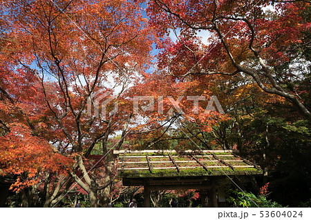 万博記念公園～汎庵・万里庵の紅葉～ 53604024
