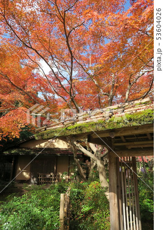 万博記念公園～汎庵・万里庵の紅葉～ 53604026