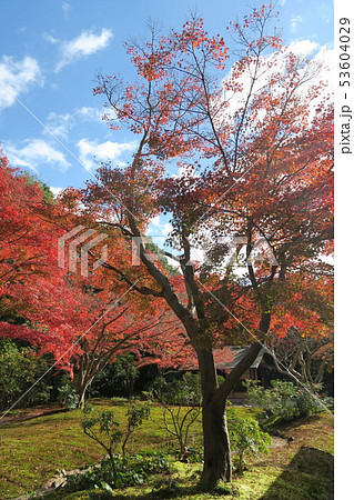 万博記念公園～汎庵・万里庵の紅葉～ 53604029