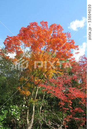 万博記念公園～汎庵・万里庵の紅葉～ 53604030