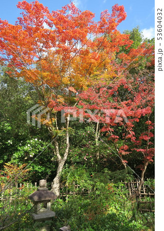 万博記念公園～汎庵・万里庵の紅葉～ 53604032