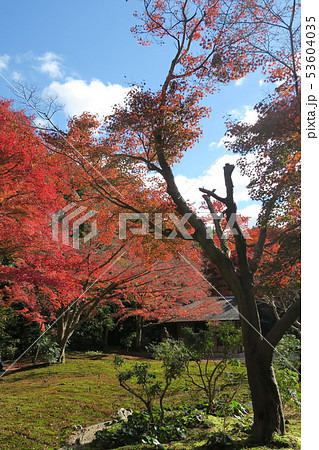 万博記念公園～汎庵・万里庵の紅葉～ 53604035
