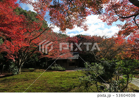 万博記念公園～汎庵・万里庵の紅葉～ 53604036